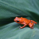 Image for article titled How Nanoscale Optics Create Nature's Most Dazzling Colors